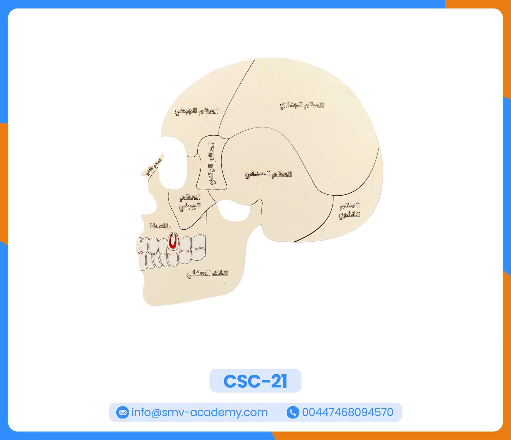 بازل طبقات الجمجمة ومخ الانسان